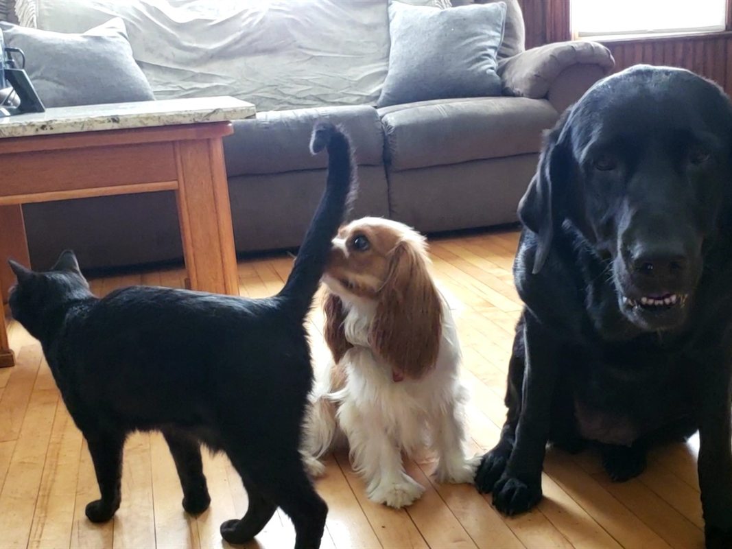 Max the black cat, Louise the Cavalier King Charles Spaniel, and Athena the black Lab